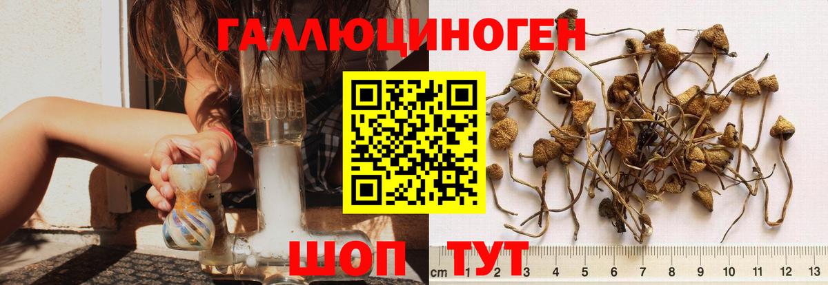 Галлюциногенные грибы Psilocybe  Вход с VPN  Псилоцибиновые грибы ЛСД  Видное 